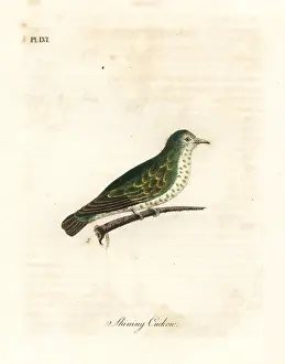 Cuculus: Shining bronze cuckoo, Chrysococcyx lucidus