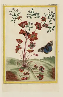 Grue: Shining cranesbill, Geranium lucidum