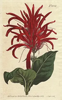 Lucida: Shining-leaved justica with bright crimson
