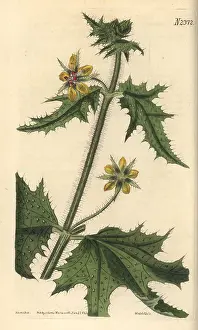Nitida: Shining-leaved loasa, Loasa nitida