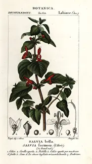 Linum: Shining-leaved sage, Salvia formosa