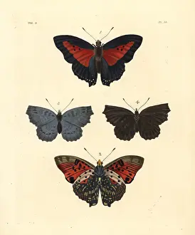 Nymphalis: Shining red charaxes and Biblis ariadne?