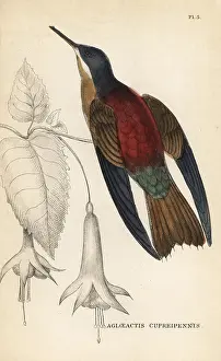 W.c.l: Shining sunbeam, Aglaeactis cupripennis