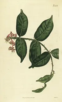 John Curtis: Shiny-leaf prickly-ash, Zanthoxylum nitidum