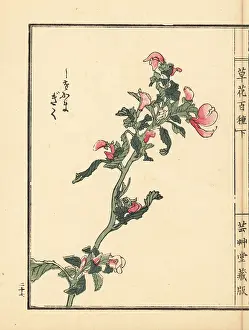 Hyakushu: Shiogama kiku or lousewort, Pedicularis chamissonis