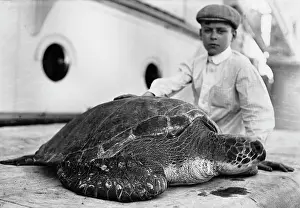 Ubersee: Ship Transport - Child and Turtle Aboard around 1910