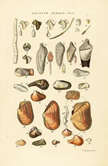 Marshall And Co: Ship worms, piddocks and other borers
