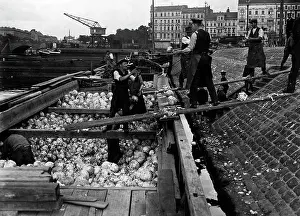 Cabbage: A shipload of cabbage in Berlin, 1914