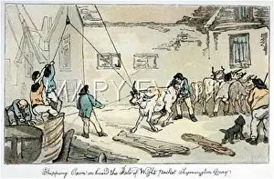 Lymington: SHIPPING OXEN