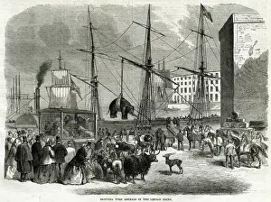 Leopards: Shipping wild animals in the London Docks