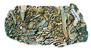 Boring: Shipworm borings