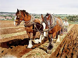 Ploughman: Shire Horses with Plough