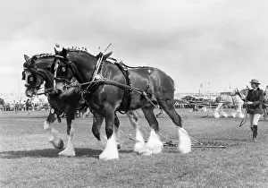 Wadebridge: Two shire horses at the Royal Cornwall Show