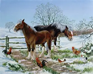 Winnie: Two Shire Horses in the Snow