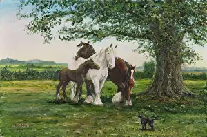 Foals: Shire Horses under a tree