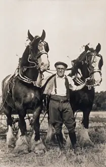Blinkers: SHIRE HORSES WORKING