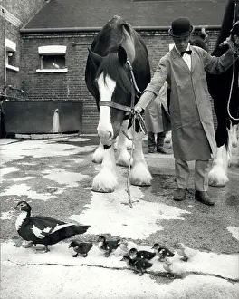 Brood: Shire horses of Young's Brewery preparing for parade