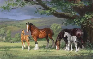 Mares: Shire Mares and Foals in Landscape