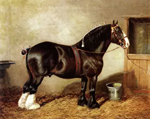 Equines: Shire Stallion Bramhope Romeo