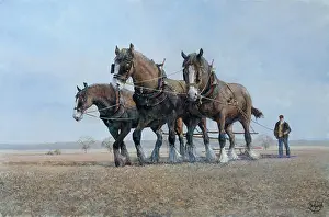 Ploughed: Shires Harrowing