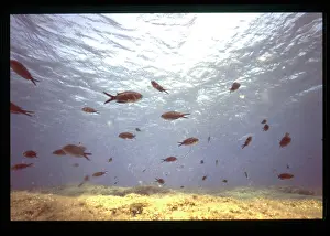Shoal: Shoal of fish near the seabed