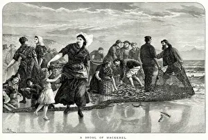Mackerel: Shoal of mackerel 1873