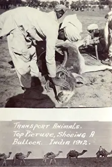 Shoeing: Shoeing a Bullock, India