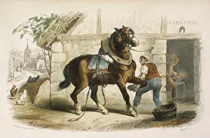 Farrier: SHOEING A HORSE