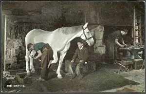 Blacksmiths: SHOEING A HORSE