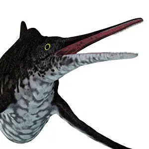 Ugliness: Shonisaurus ichthyosaur head