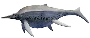 Ichthyosaur: Shonisaurus, a prehistoric ichthyosaur from the Triassic age