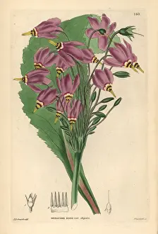 Elegans: Shooting star, Dodecatheon meadia