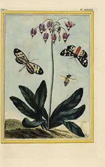 Meadia: Shooting star, Dodecatheon meadia
