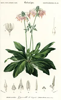 Louis Joseph Edouard Maubert: Shooting star or eastern shooting star, Dodecatheon meadia