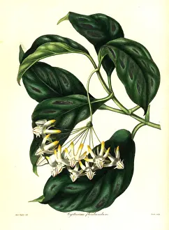 Multiflora: Shooting stars, Hoya multiflora
