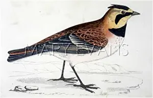 Larks: SHORE LARK (MORRIS)