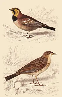 Lark: A Shore Lark and a Richard's Pipit