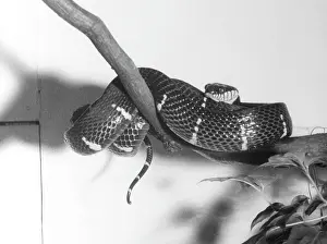 Mangrove: SHORE/MANGROVE VIPER