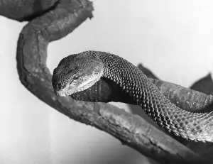 Mangrove: SHORE/MANGROVE VIPER