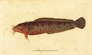 Rockling: Shore rockling, Gaidropsarus mediterraneus