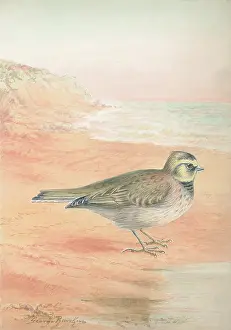 Rankin: Shorelark