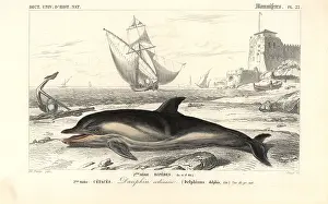 Dorbigny: Short-beaked common dolphin, Delphinus delphis