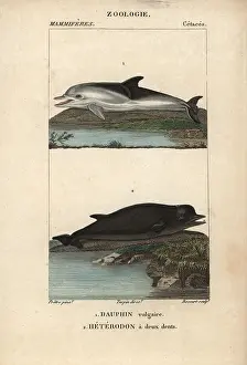 Delphis: Short-beaked dolphin, Delphinus delphis, and