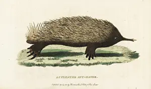 Short Beaked: Short-beaked echidna, Tachyglossus aculeatus