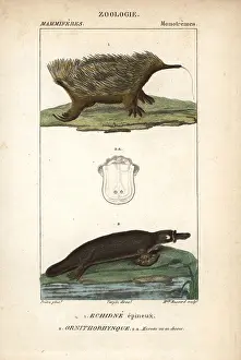 Anatinus: Short-beaked echidna, Tachyglossus aculeatus