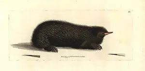 Porcupine: Short-beaked echidna, Tachyglossus aculeatus