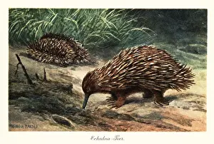 Heinrich Harder: Short-beaked echidna, Tachyglossus aculeatus