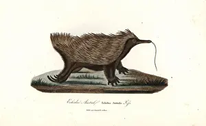 Complements: Short-beaked echidna, Tachyglossus aculeatus