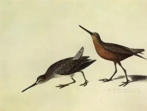 Upwards: Short-Billed Dowitcher