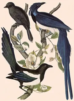 Jays: Short-billed Jay and others